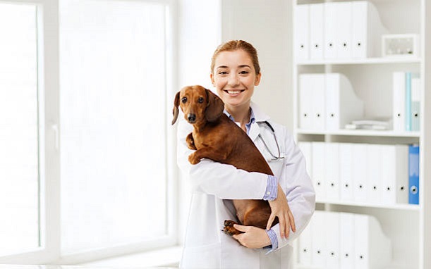 Pet Physical Examinations Services Richmond Hill kingrdvet