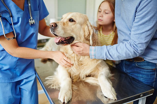 Pet Physical Examinations Services Richmond Hill kingrdvet