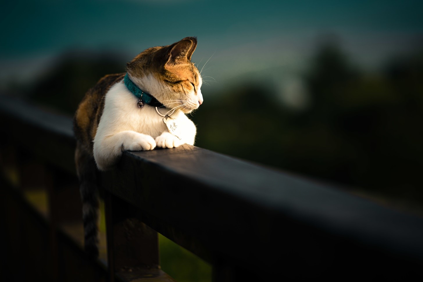 Thumbnail for Cat Kidney Disease Prevention Of Uti Symptoms