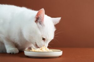 cat nutrition