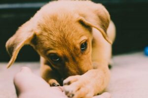 puppy care tips