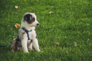 puppy care tips